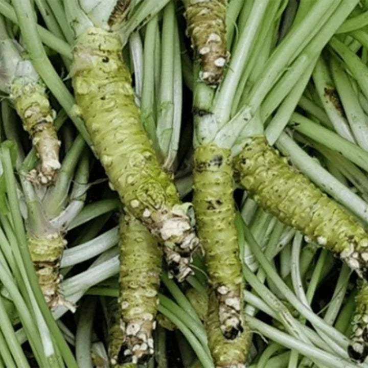 A la découverte du Wasabi