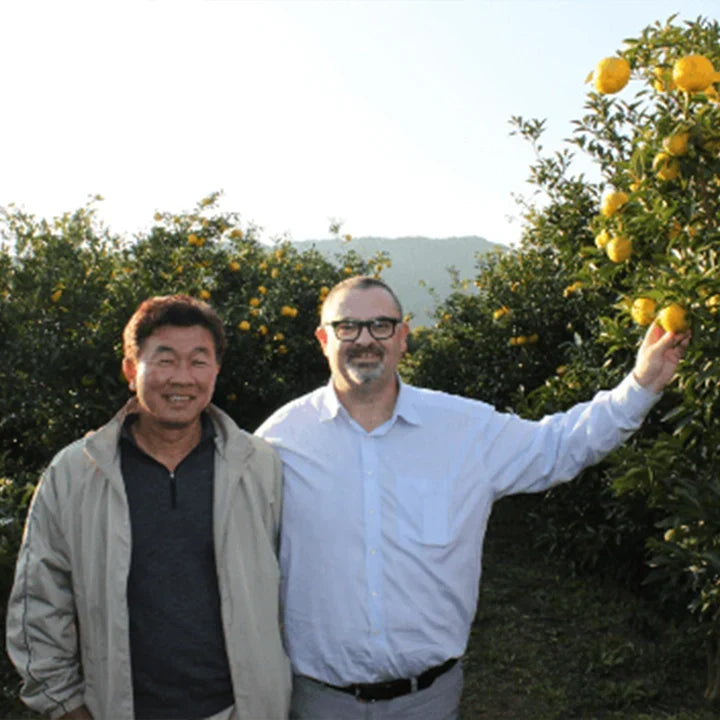 Prémices de la récolte de Yuzu au Japon