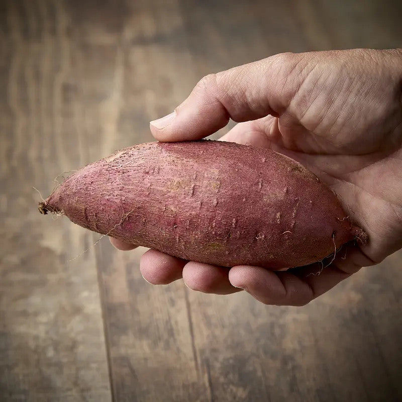 BENIHARUKA SWEET POTATO (Ipomoea batatas) Chiba Prefecture