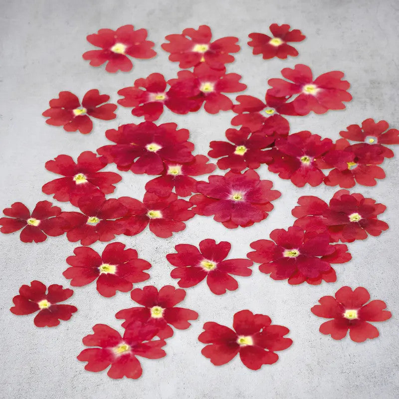 Fiori di verbena essiccati