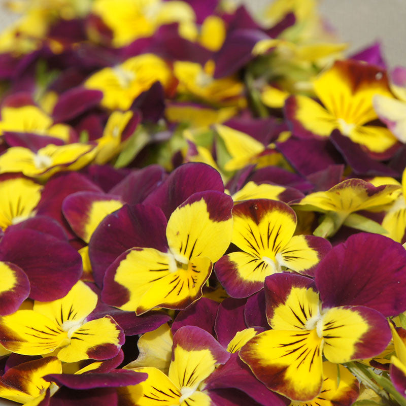 Dried Pansy Flowers