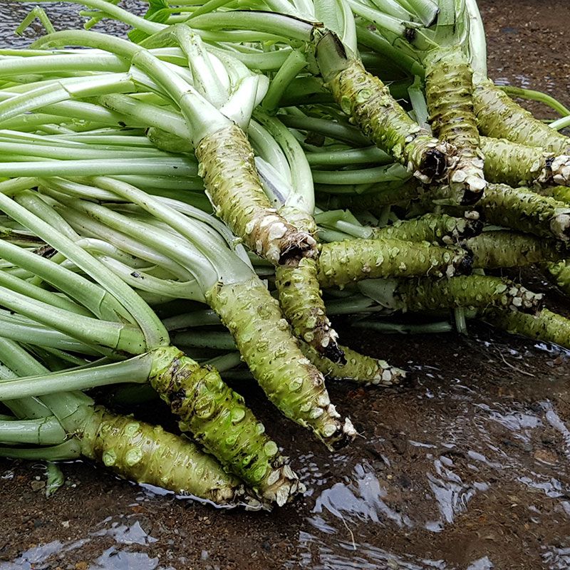 Óleo de arroz com Yuzu e Hon'Wasabi