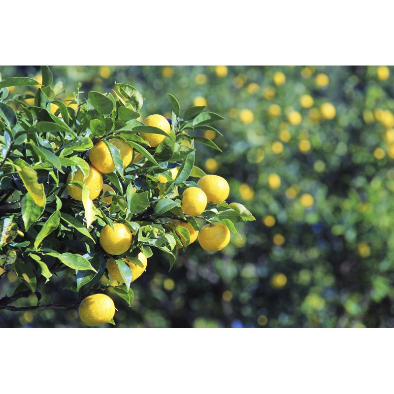 Zumo de yuzu certificado Kosher KLBD