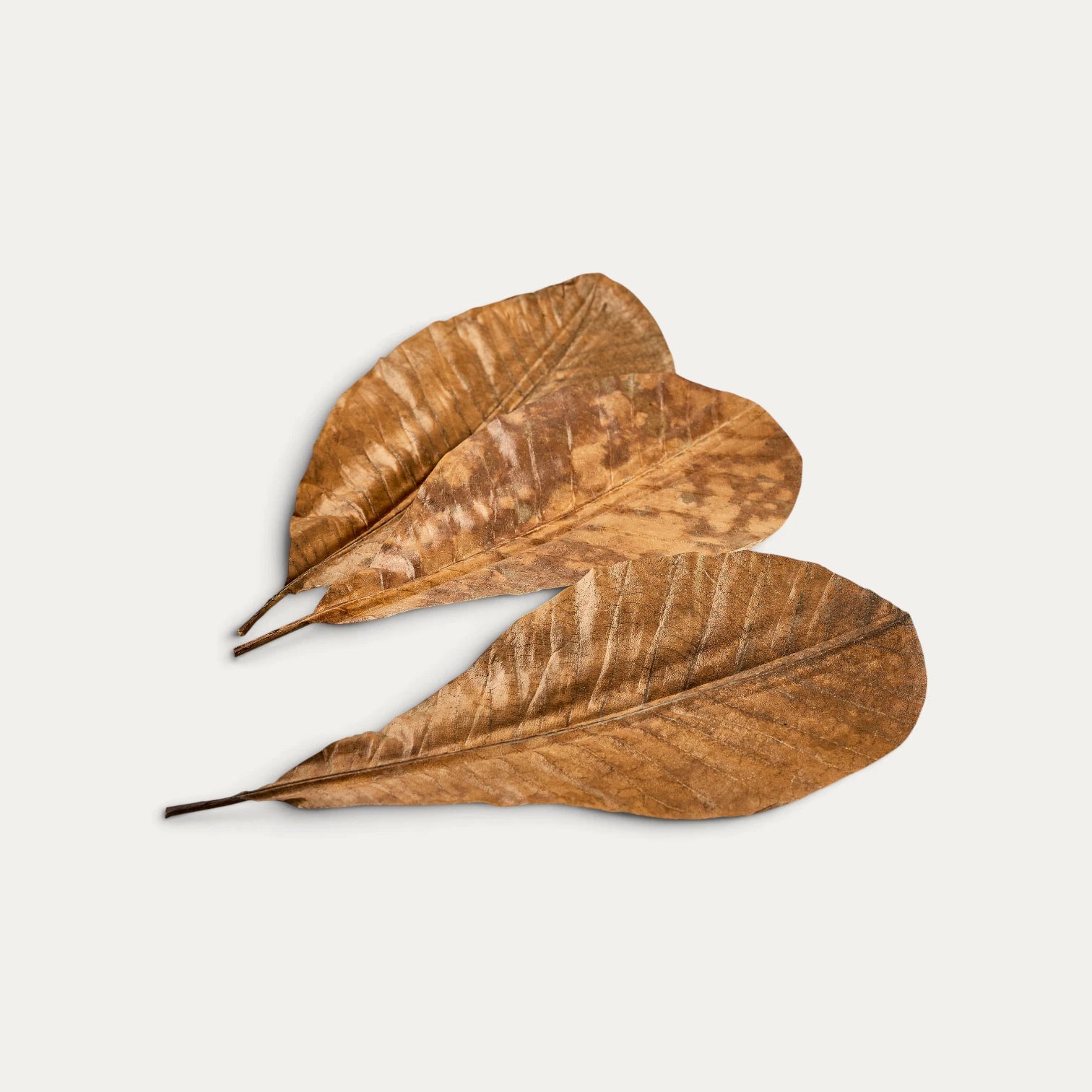 Gedroogde magnoliabladeren 25-30 x 13,5-16 cm,