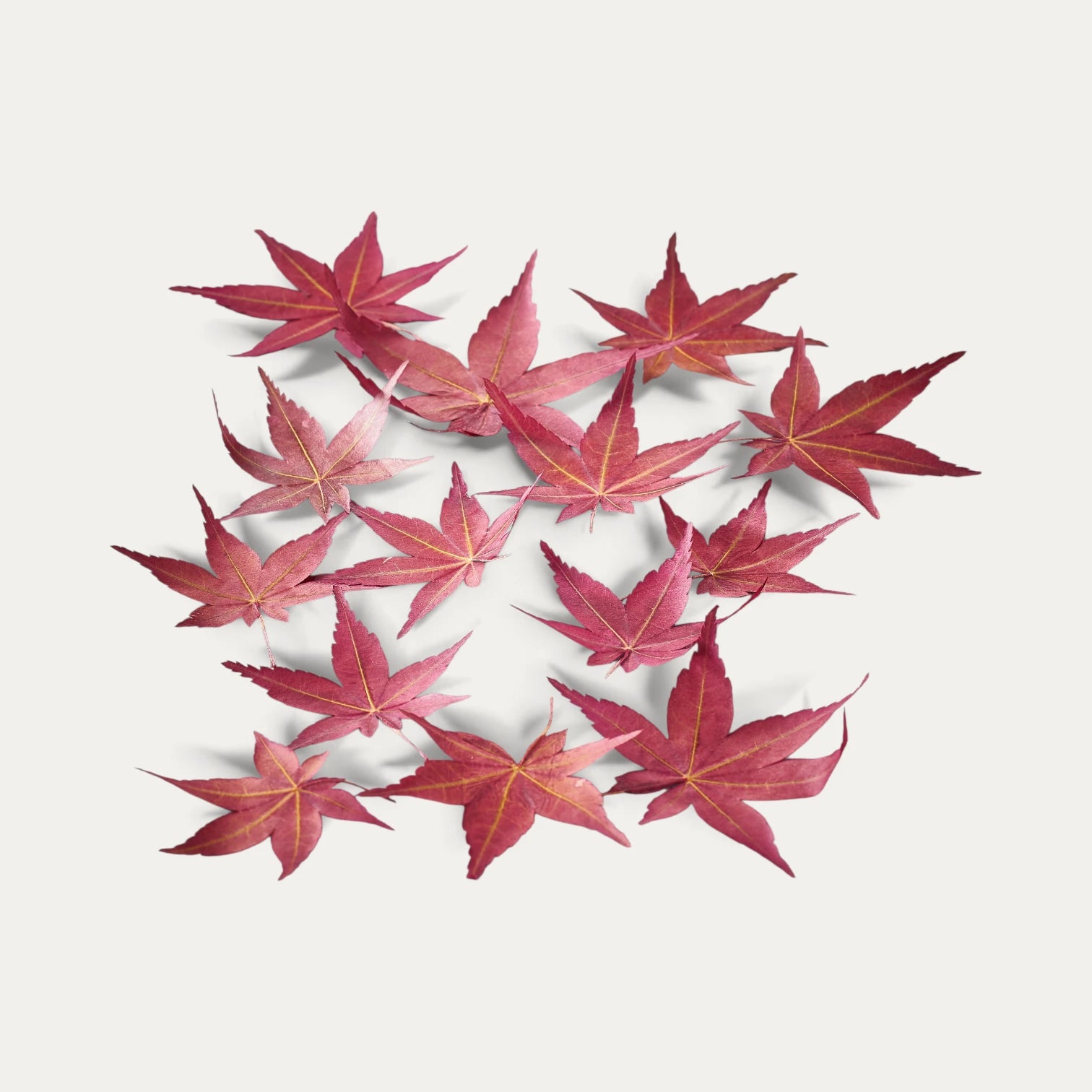 Feuilles d'érable japonais séchées Momiji