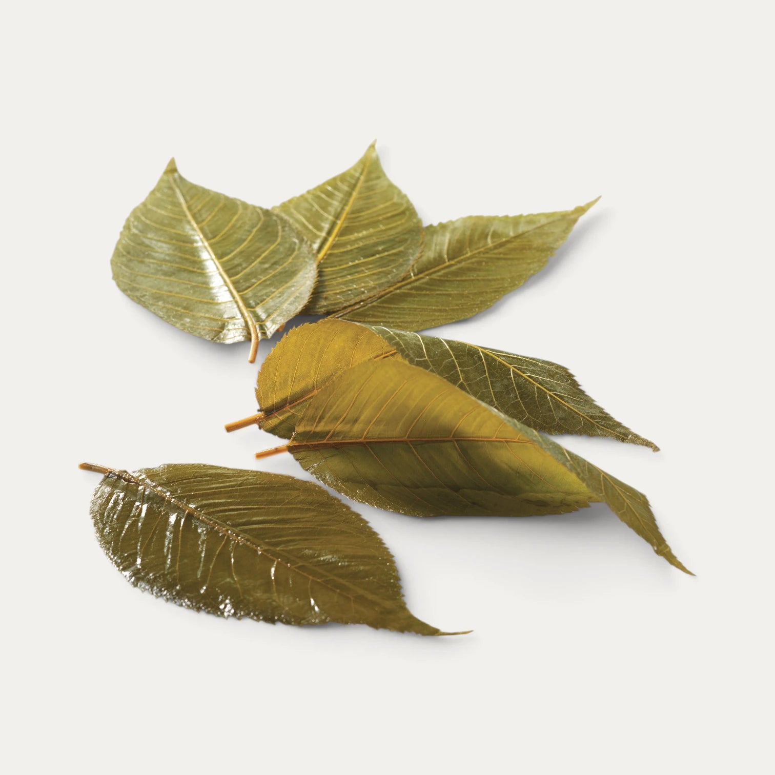 Folhas de cerejeira Sakura salgadas