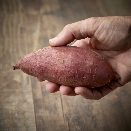 PATATE DOUCE BENIHARUKA (Ipomoea batatas) Préfecture de Chiba