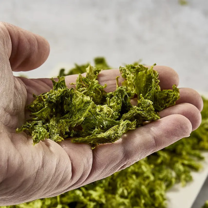 Isewan Aosanori of Mie Premium 