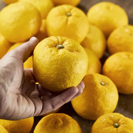 Rinde von 2 Yuzu Gelb