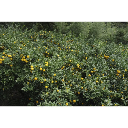 Rinde von 2 Yuzu Gelb