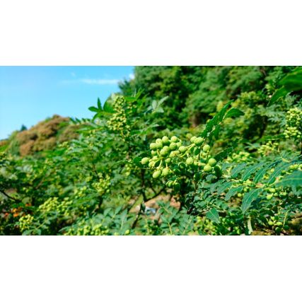 Baies de sansho saumurées