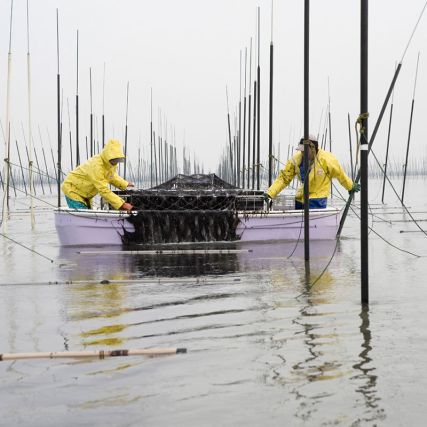 Nori alger grillad natur hög kvalitet - portioner 