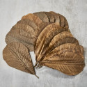 Gedroogde magnolia verlaat 25-30 x 13,5-16 cm,