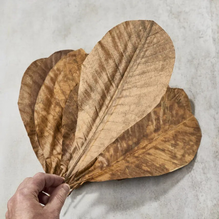 Torkad magnolia lämnar 25-30x 13,5-16 cm,