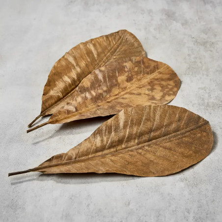 Sušené Magnolia opustí 25-30x 13,5-16 cm,