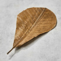 Magnolia uscată frunze 25-30 x 13,5-16 cm, Magnolia uscată frunze 25-30 x 13,5-16 cm,