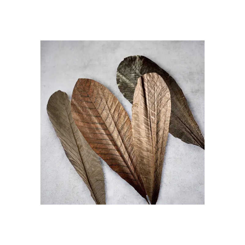 Feuilles de Magnolia séchées