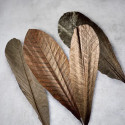 Dried Magnolia leaves
