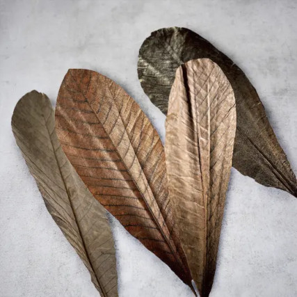 Dried magnolia leaves