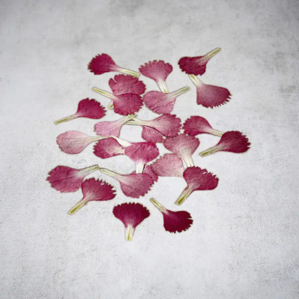 Dried red eyelet petals
