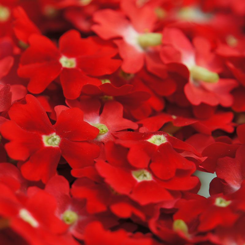 Torkade verbena blommor