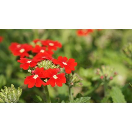 Dried verbena flowers