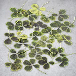 Trèfles à 4 feuilles séchés
