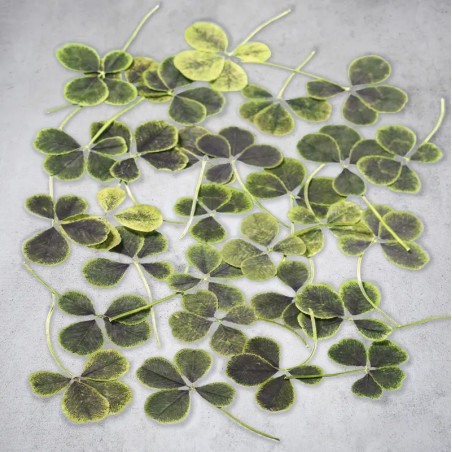 Trèfles à 4 feuilles séchés