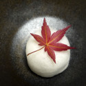Japanische Ahornblätter getrockneter Momiji