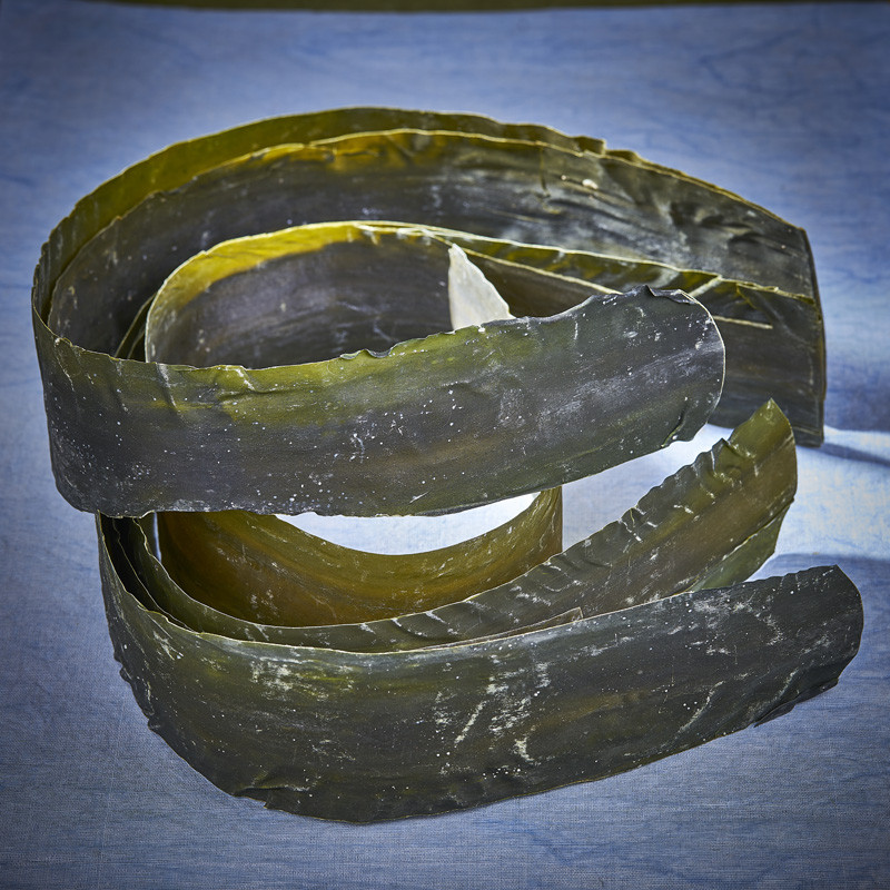 Alga silvestre rausu-kombu