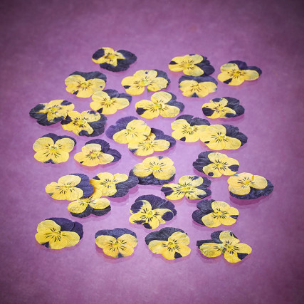 Fleurs de pensées séchées "L" Fleurs & feuilles