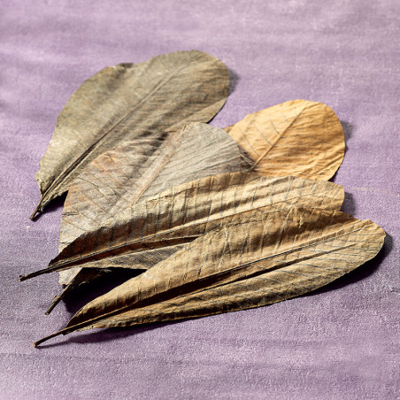 Hojas de árbol magnolia deshidratadas