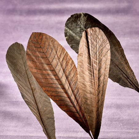 Feuilles de Magnolia séchées