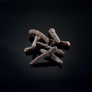 Kampot negro pimienta larga