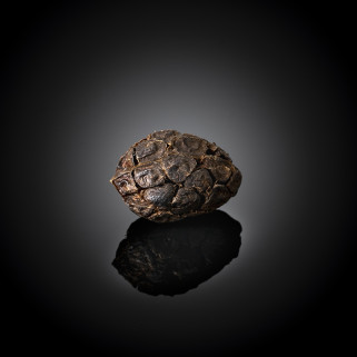 Sjemenke crnog kardamoma