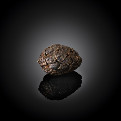 Graines de Cardamome noire