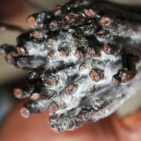 Vanille givrée noir fendue, en gousse de Madagascar