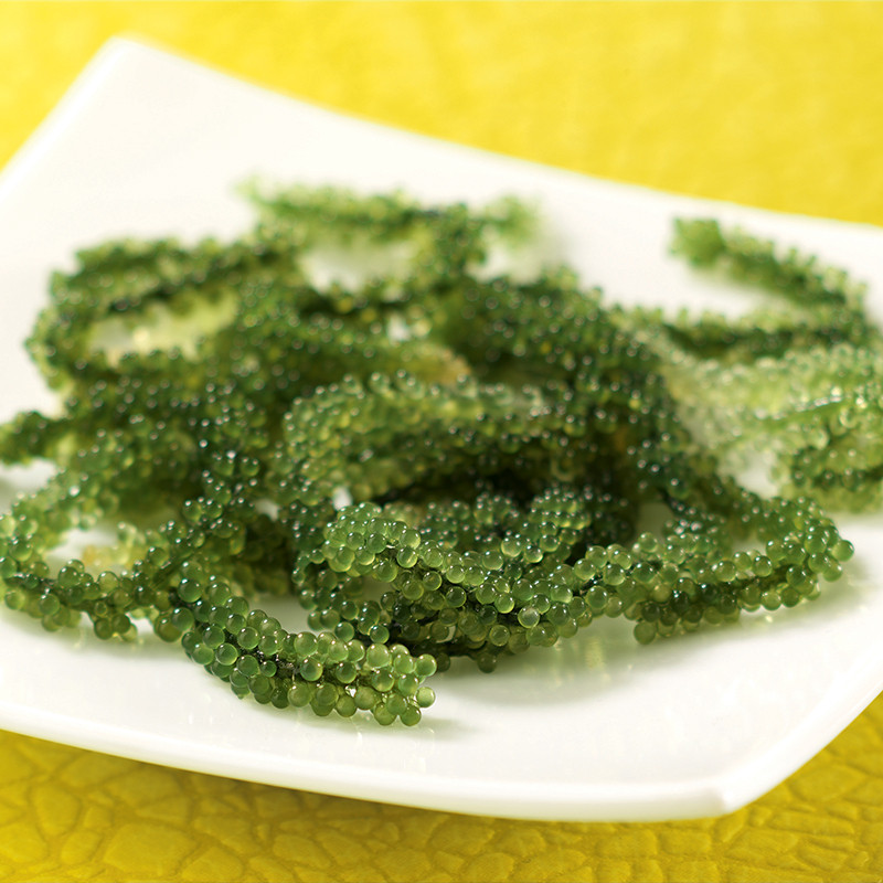 Seagrapes or Umibudo seaweed from Okinawa Umibudo