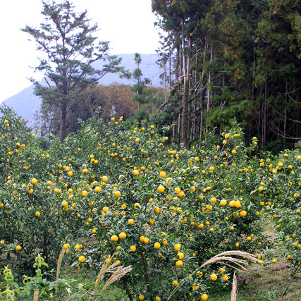 Torrefied semințe de susan aromă Yuzu Kosho