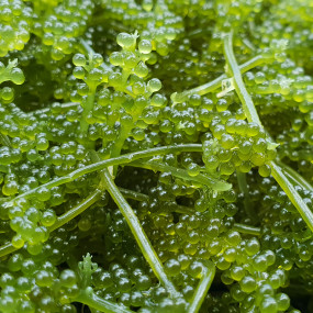 Seagrapes or Umibudo seaweed from Okinawa Umibudo
