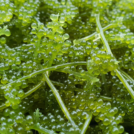 Groseilles ou raisins de mer Umibudo de Okinawa Umibudo