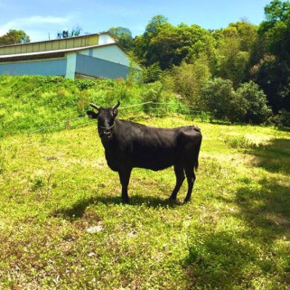 Japanese Wagyu Beef Home