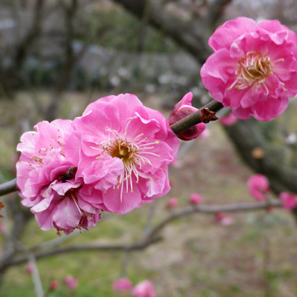 Cherry blossom preserved in sweet syrup Flowers & leaves