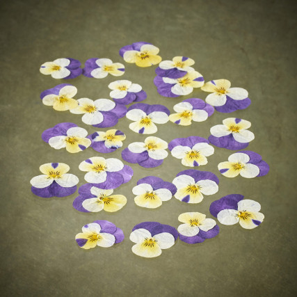 Fleurs de pensées séchées