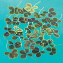 Flocos de 4 folhas, secos