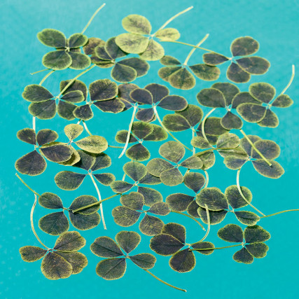 4-listnate Clovers Cvetje in listi