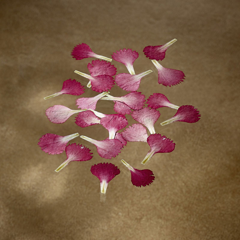 Petali di occhiello rosso secco