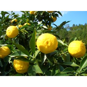 FRESH YUZU - AVAILABLE FROM MID-NOVEMBER Home