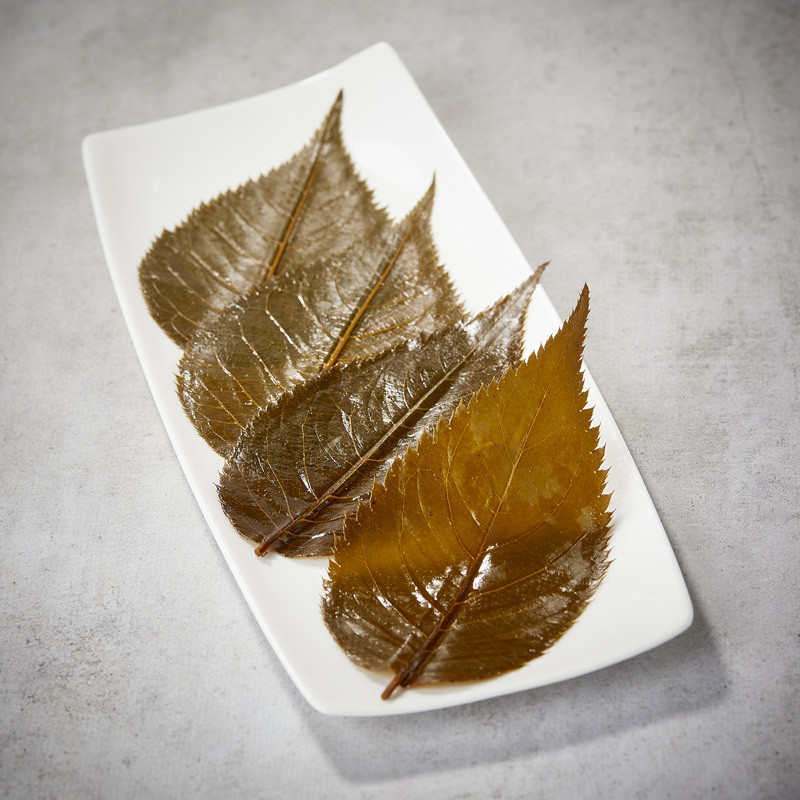 Cherry sakura leaves