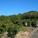 Yuzu Kosho jaune